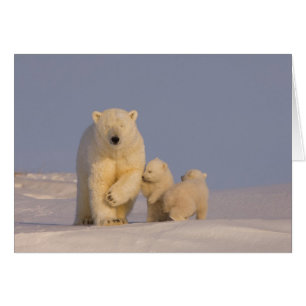 Cartão urso polar, Ursus maritimus, porca com filhotes re