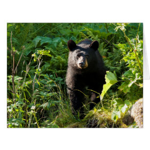 Cartão Urso Preto Curioso