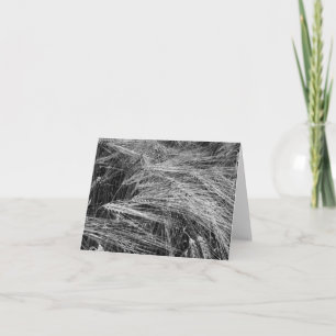 Cartão Ursos de cevada (Hordeum vulgare)