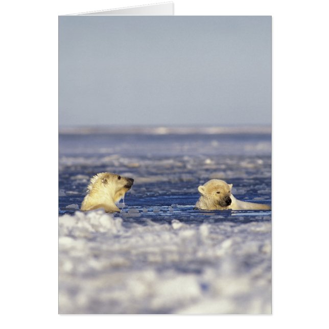 Cartão Ursos-de-urso-polar a brincar (Frente)