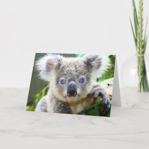 Cartão Ursos Koalas