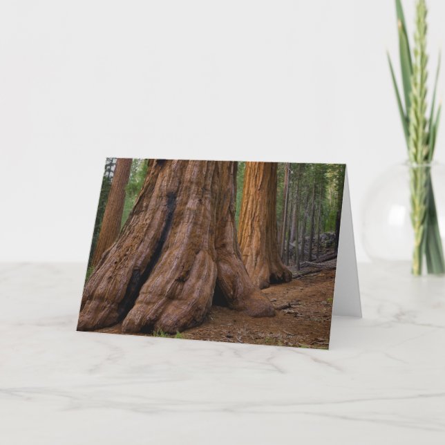 Cartão USA, California, Giant Sequoia tree (Frente)