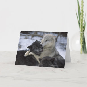 Cartão USA, Montana, Wolves playing in snow