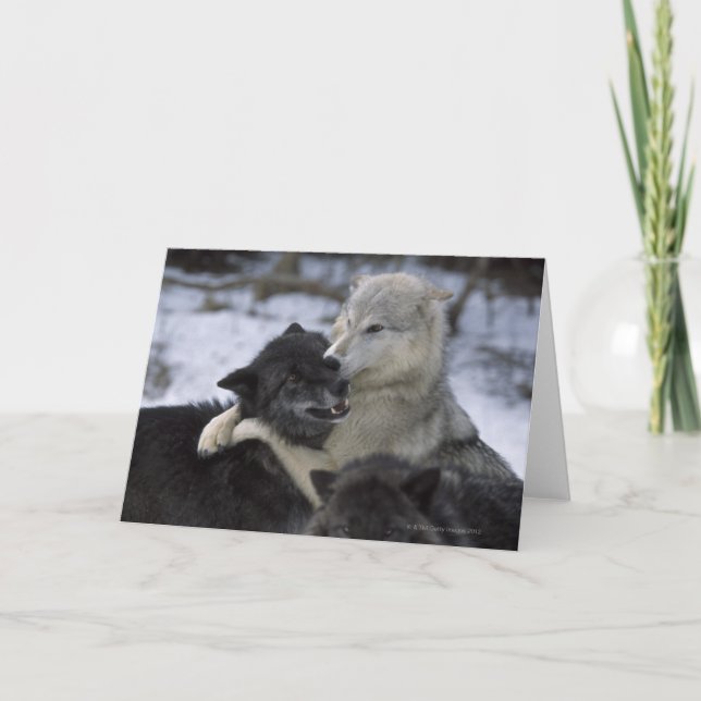 Cartão USA, Montana, Wolves playing in snow (Frente)