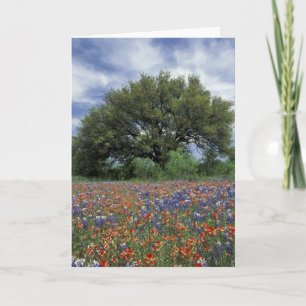 Cartão USA, Texas, Marble Falls Paintbrush and