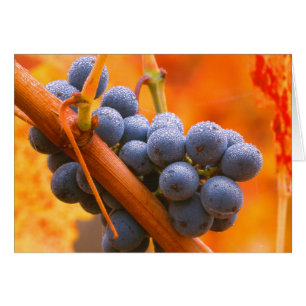 Cartão Uva Madura No Vinhedo