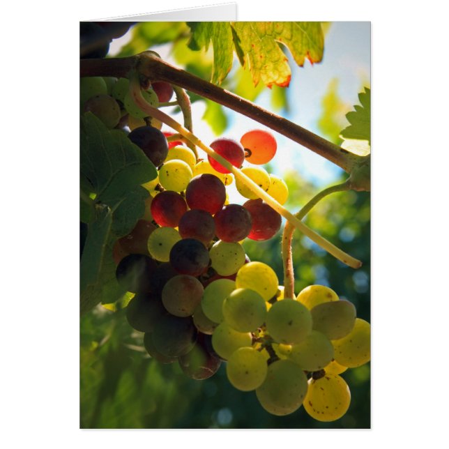 Cartão Uvas Brilhantes (Frente)