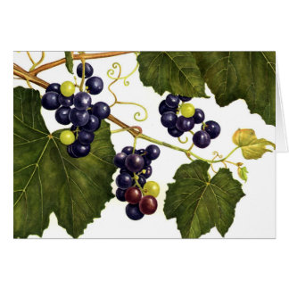 Cartão Uvas de concórdia