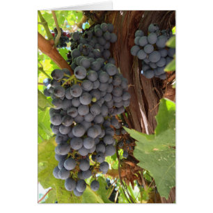 Cartão Uvas de vinhedo