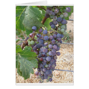 Cartão Uvas Napa Valley