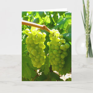 Cartão Uvas verdes na videira