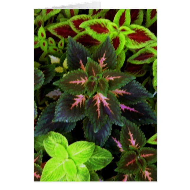 Cartão Vá em verde_ (Frente)