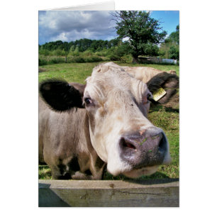 CARTÃO VACA BONITO