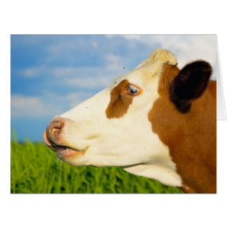 Cartão Vaca branca castanha com hetero à frente.