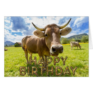 Cartão Vaca curiosa do primeiro plano