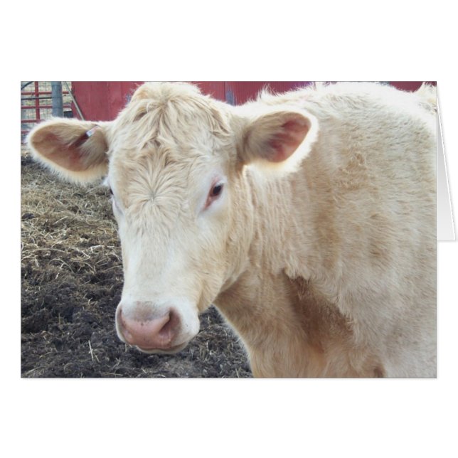 Cartão Vaca de Carole (Frente Horizontal)