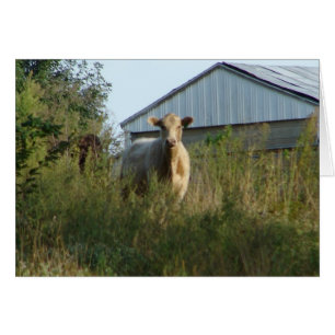 Cartão Vaca em Pastagem