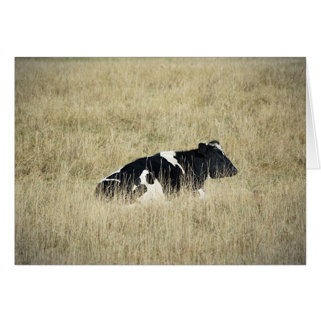 Cartão Vaca em repouso - Placa (Frente Horizontal)