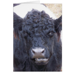 Cartão Vaca Galloway Belga - Emma