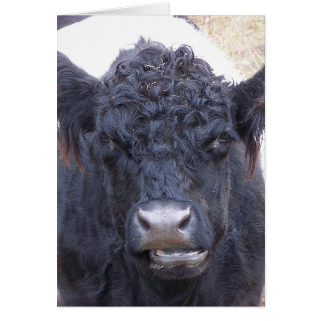 Cartão Vaca Galloway Belga - Emma (Frente)