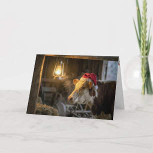 Cartão Vaca Hereford de Natal em um Celeiro