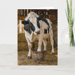 Cartão Vaca Holstein de Aniversário em um Balde Enferruja