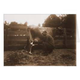 Cartão Vaca-homem em Barnyard e Gato de Alimentação