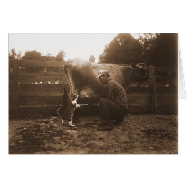 Cartão Vaca-homem em Barnyard e Gato de Alimentação (Frente Horizontal)