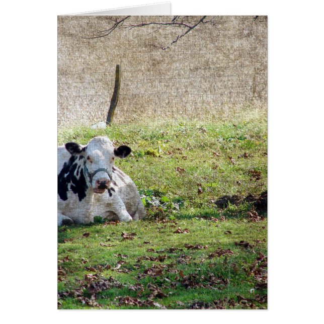 Cartão Vaca Leiteira em Descolagem (Frente)