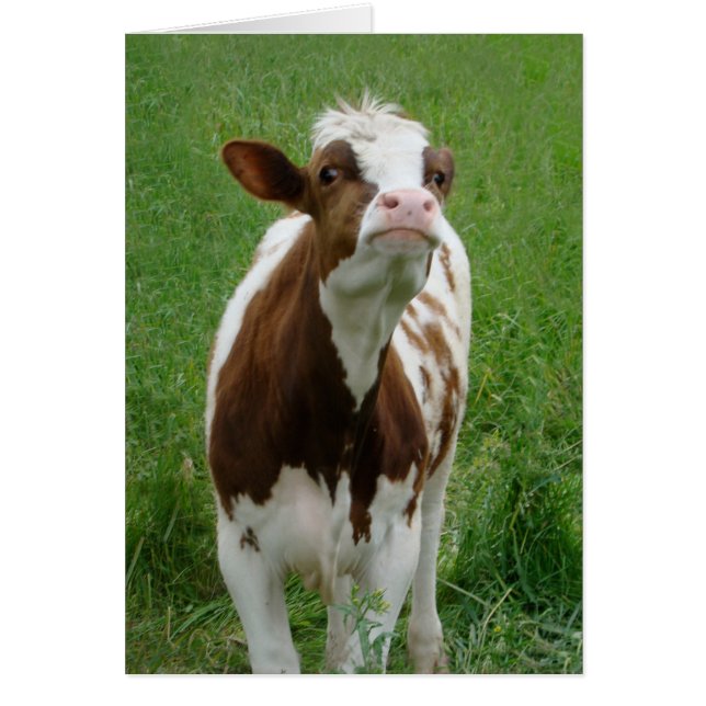 Cartão Vaca leiteira na Fazenda (Frente)