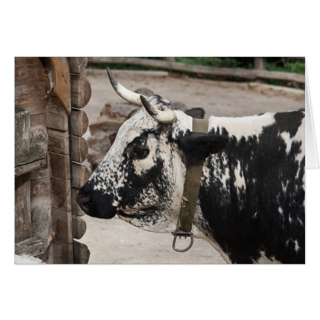 Cartão Vaca Pied Pustertal (Frente Horizontal)