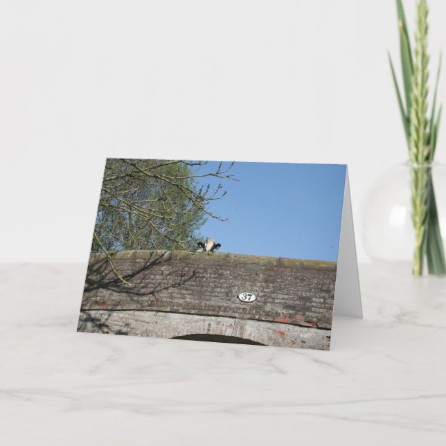 Cartão Vaca que olha sobre o canal Notecard de Llangollen (Frente)