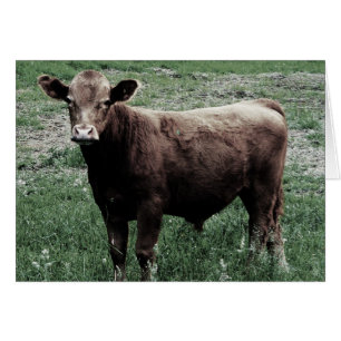 Cartão Vaca solitário