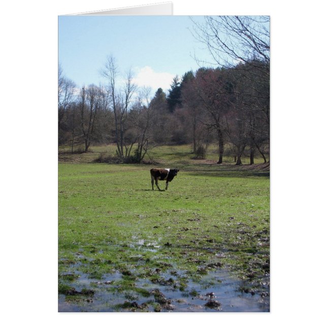 Cartão Vaca solitário (Frente)