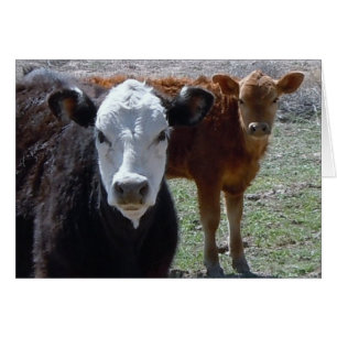 Cartão Vaca vermelha da vaca, a preta & a branca - vazio