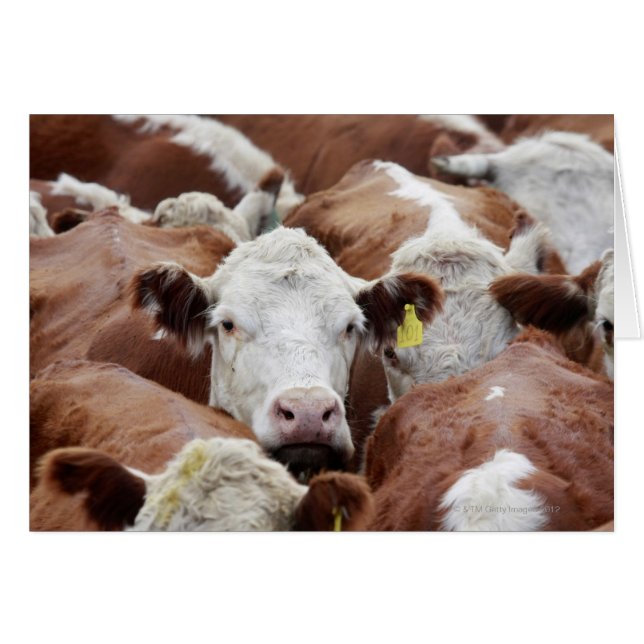 Cartão Vacas em um curral (Frente Horizontal)