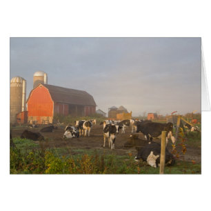 Cartão vacas leiteiras Holstein do lado de fora de um cel