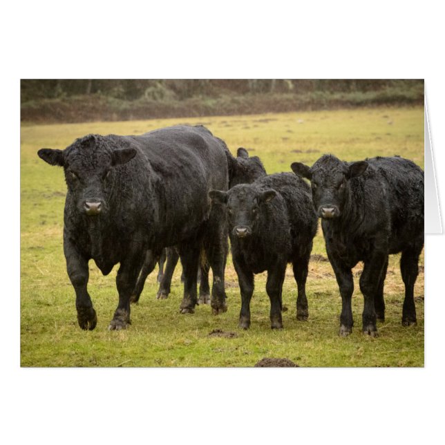 Cartão Vacas na chuva (Frente Horizontal)