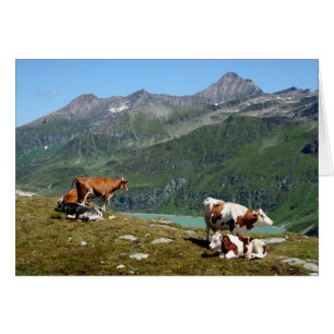 Cartão Vacas Nas Montanhas