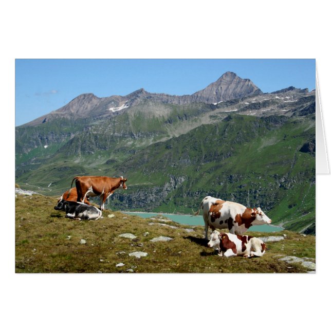 Cartão Vacas Nas Montanhas (Frente Horizontal)