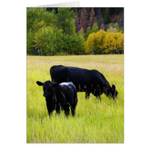 Cartão Vacas Negras Angus na Cena Rural de Grama Amarela