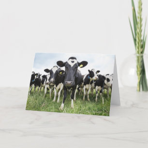 Cartão Vacas que estão em seguido de vista a câmera