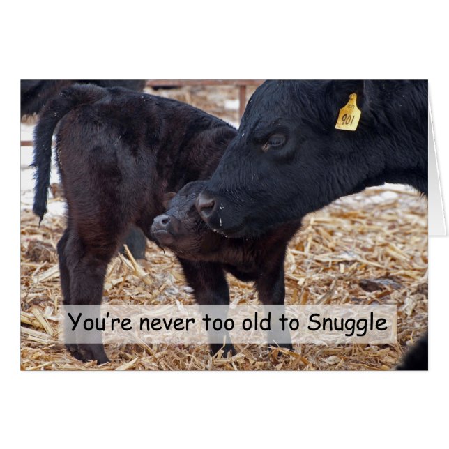 Cartão Vacas Snuggling (Frente Horizontal)