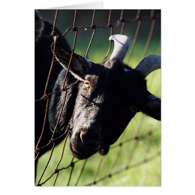 Cartão Vagão coberto Betty de Baaaad (Frente)