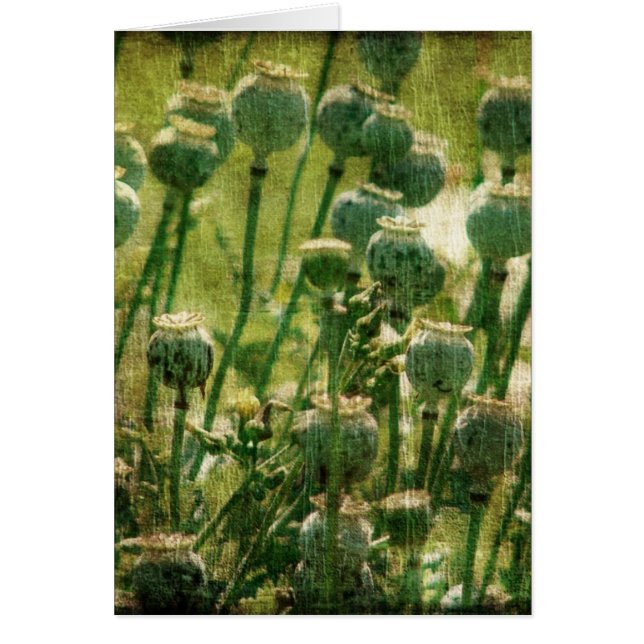 Cartão Vagens da semente de flor da papoila (Frente)
