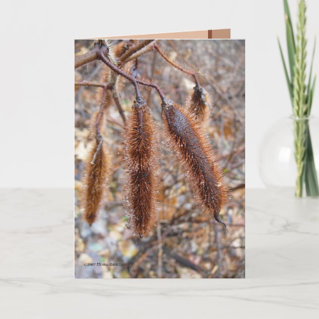 Cartão Vagens da semente dos locustídeo eriçados (Frente)