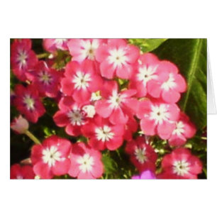 Cartão Vale de Badrinath das flores 1