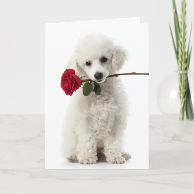 Cartão Valentim de Cachorrinho Poodle Branco – Amor Doce (Frente)