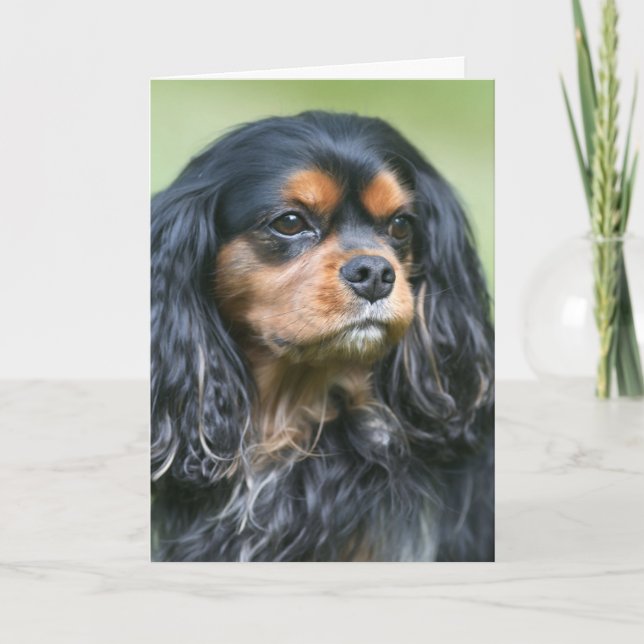 Cartão Valorizando Nossa Amizade Cavalier King Charles (Frente)