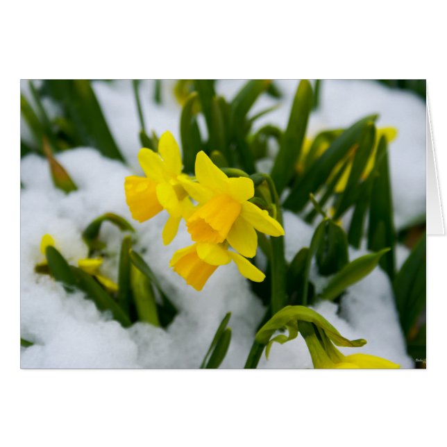 Cartão Vamos, Primavera (Frente horizontal)